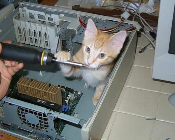 кот c отвёрткой в системном блоке